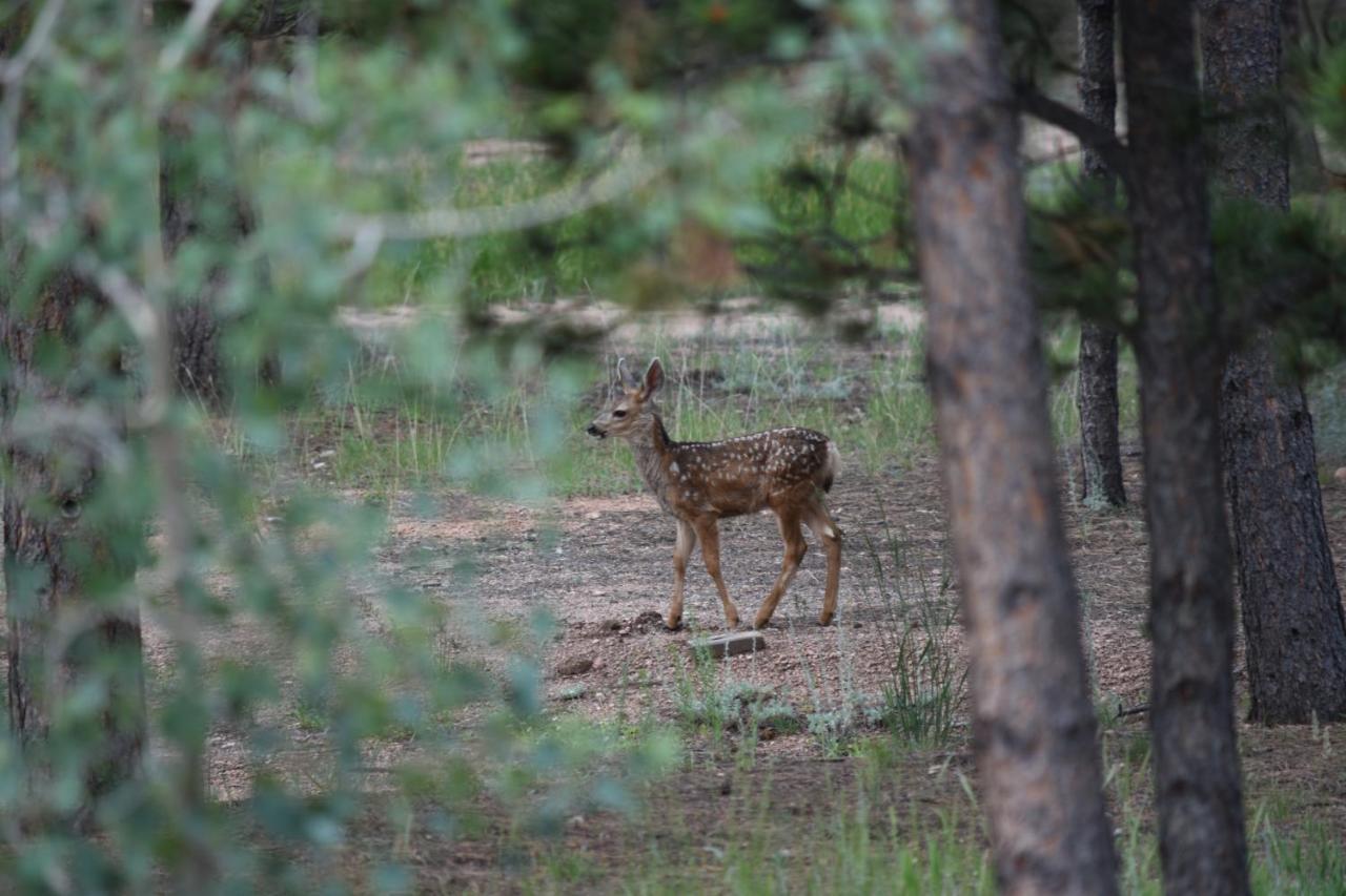 Rampart Range Resort Woodland Park Luaran gambar